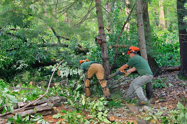 Best Tree Removal Near Me  in Sayre, OK